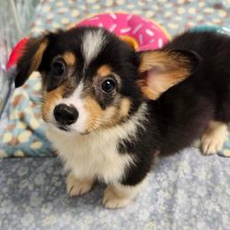 Tri Boy 2 - Black and tan male Pembroke Welsh Corgi puppy in Bay Area, California from MJ's Corgis