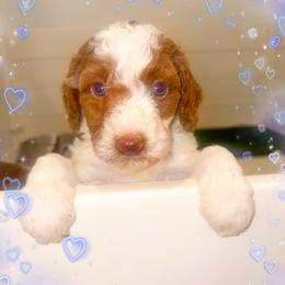 Lime - Parti male Goldendoodle puppy in Kissimmee, Florida from Poodle Doodle Kennels