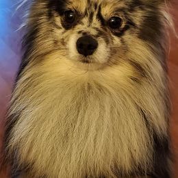 Pomeranians and Shetland Sheepdogs from Hall's Precious Babies