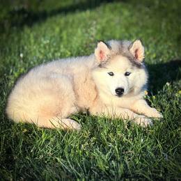 Pomsky and Siberian Husky Puppies from A-Dream Pomsky Kennel