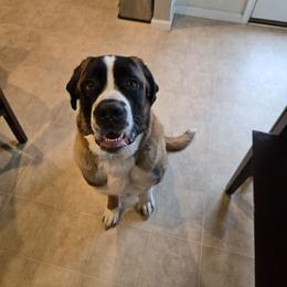 Luna - Saint Bernard