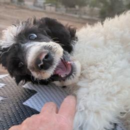 Clem - Parti male Poodle puppy in Meadowbrook, California from Standard Poodle Pups