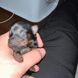 Yorkshire Terrier Puppies from Precious Paws LLC
