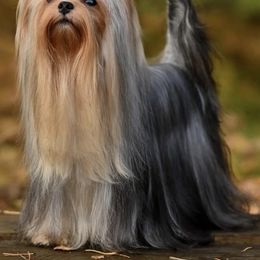 Reagan - Yorkshire Terrier