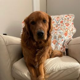 Sonoma - Golden Retriever