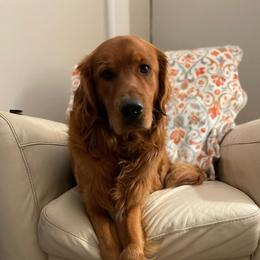 Sonoma - Golden Retriever