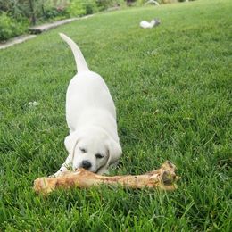 Labrador Retriever Puppies from Kamrose Labradors