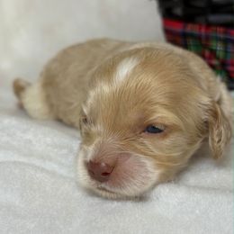 Vixen - Golden male Cockapoo puppy in Bronson, Florida from Tabler Family Puppies
