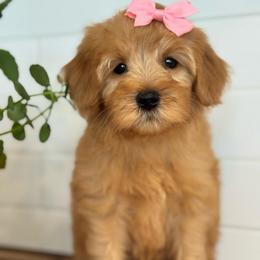 Pink - Red  female Goldendoodle puppy in Hesperia, Michigan from Red Acres Poodles & Doodles