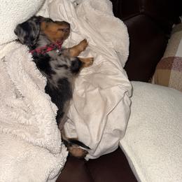 Dachshund and French Bulldog Puppies from Trust Fund Devil Kennel