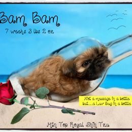 Shih Tzu Puppies from Mtn Top Royal Shih Tzu