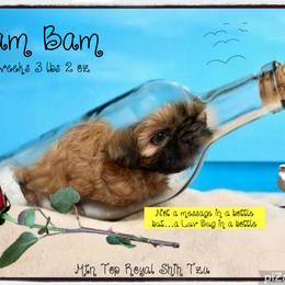 Shih Tzu Puppies from Mtn Top Royal Shih Tzu