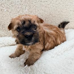 Kelly - Tan female Morkie puppy in Stockbridge, Georgia from Jenn’s Georgia Morkies and Biewer Terriers