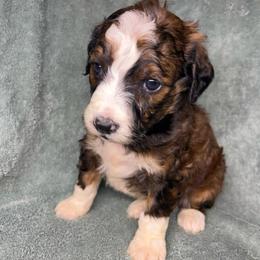 Girl 2 - Sable female Aussiedoodle puppy in Alabama from SBA Aussies