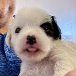 Swish - White and black female Chinese Crested puppy in Henderson, Nevada from Kelly's Little K9