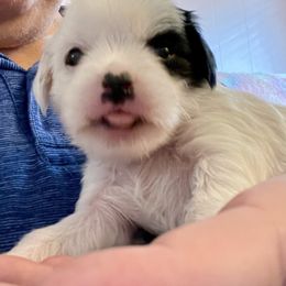 Swish - White and black female Chinese Crested puppy in Henderson, Nevada from Kelly's Little K9