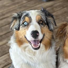 Gigi - Australian Shepherd