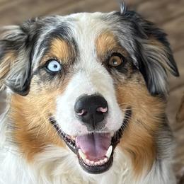 Gigi - Australian Shepherd