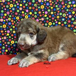 Red Collar - Brown male Poodle puppy in Houma, Louisiana from Smart Azz Poodles