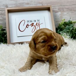 Berlioz - Red male Cavapoo puppy in Lancaster, Missouri from Cavapoo Acres