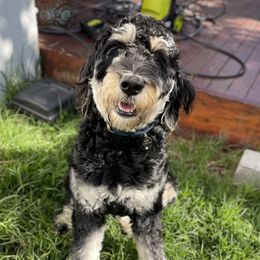 Ghost - Labradoodle