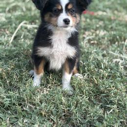 Toy Australian Shepherd Puppies from Carlsbad Toy Aussies