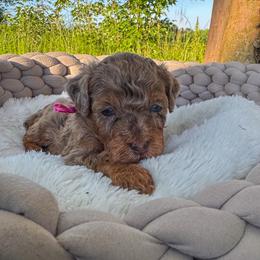 Cocoa Pebbles - Chocolate merle female Bernedoodle puppy in Rose Hill, North Carolina from Red Door Canines