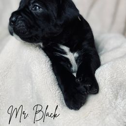 Cane Corso Puppies from Iron Will Cane Corso