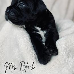 Cane Corso Puppies from Iron Will Cane Corso