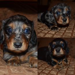 Dachshund puppies from Emily’s Dachshund Puppies