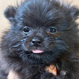 Tequila Shots (Shotzy) - Chocolate male Pomeranian puppy in Port Angeles, Washington from Pacific Northwest Pomeranians