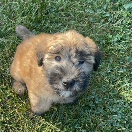 Australian Shepherd and Soft Coated Wheaten Terrier Puppies from BellSharps Australian Shepherds