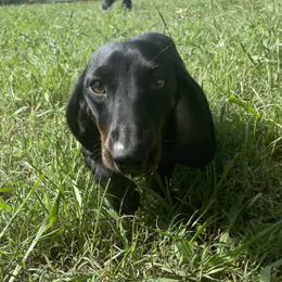 Indy - Dachshund