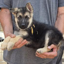 Yellow Boy - Black and tan male German Shepherd puppy in Lake George, Colorado from High Country German Shepherds