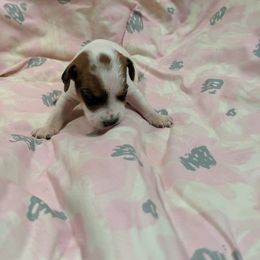 Parson Russell Terrier Puppies from Heather Florez