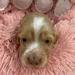Henry 2500 - Red male Dachshund puppy in Great Bend, Pennsylvania from Dashing Doxies