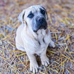 Cane Corso Puppies from Catawba Cane Corso