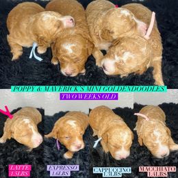 Aussiedoodle and Goldendoodle Puppies from Hot Springs Kennels