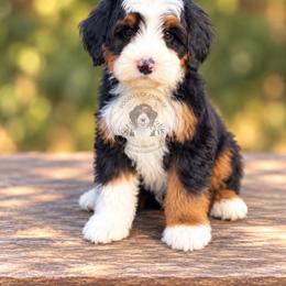 Teddy - Tri-color male Bernedoodle puppy in Greenville, Texas from Doodles of Promise