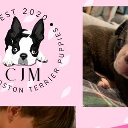 Girl 1 - Black and white Boston Terrier puppy in Jupiter, Florida from CJM Boston and Boxer Puppies