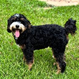 Moss - Bernedoodle