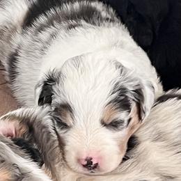 Poppy-BMF - Blue merle female Miniature Australian Shepherd puppy in Denair, California from CenCal Mini Aussies