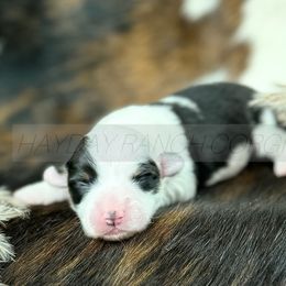 Pembroke Welsh Corgi Puppies from Hayday Ranch Corgis