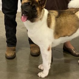 Akita All Grown Up from DeZaVu Akitas