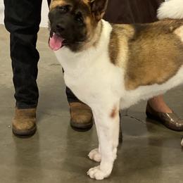 Akita All Grown Up from DeZaVu Akitas