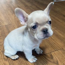 Cinnamon - Cream female French Bulldog puppy in Norman, Oklahoma from Barters Kennel