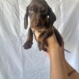 Dachshund Puppies from KCK9 Dachshunds