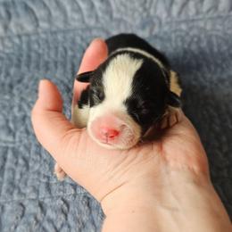 S'more - Black and tan male Pembroke Welsh Corgi puppy in Deming, New Mexico from Dragon Ridge Corgis