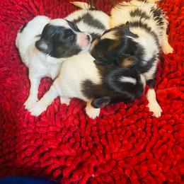 No name yet - White and sable female Papillon puppy in Derry, New Hampshire from A Circle Of Love Papillons