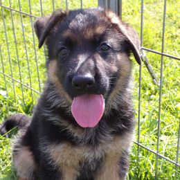 German Shepherd Puppies from Von Tief